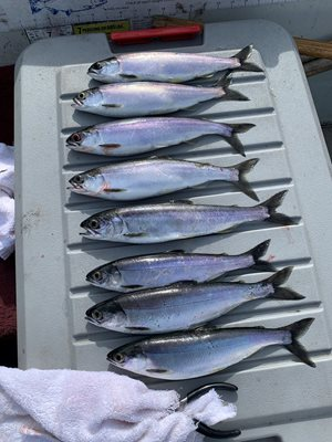 Kokanee caught at Hicks Lake. 