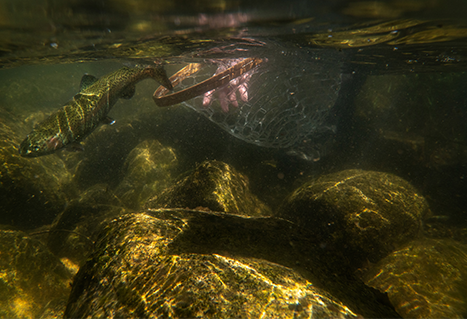 Trout release underwater. Pavel Francev.