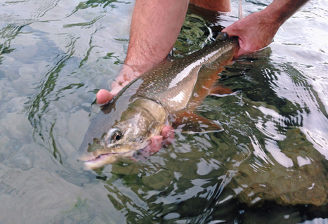 Fly-Fishing in the East Kootenays - Freshwater Fisheries Society of BC