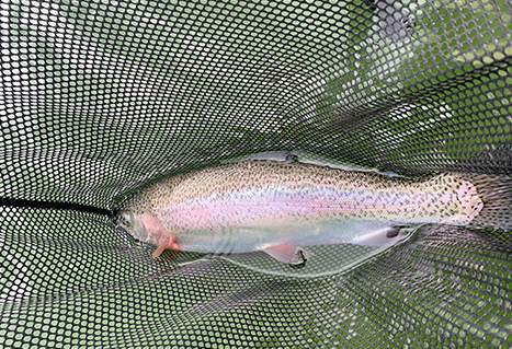 Rainbow trout caught in Stump Lake. 