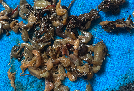 Shrimp and dragonfly nymphs from a trout stomach sample. Nick Basok.