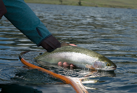 Rainbow trout. Brian Chan.