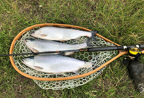 Three kokanee. | Steve Maricle. 