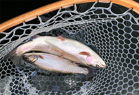 Two brook char in a net. Steve Maricle. 