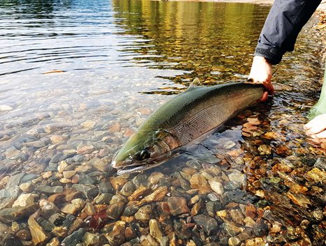 Salmon Fishing in the Lower Mainland Rivers: Tips and Techniques