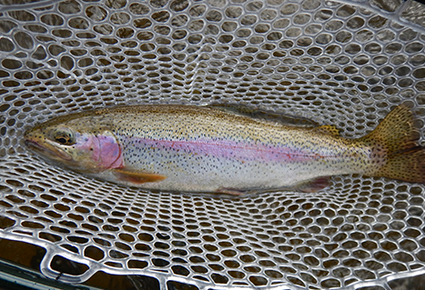 trout in net caught on Stellako River. Dannie Erasmus