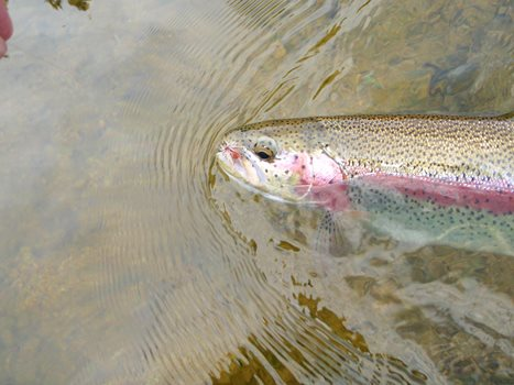 Rainbow trout with stimulator. Dannie Erasmus. 