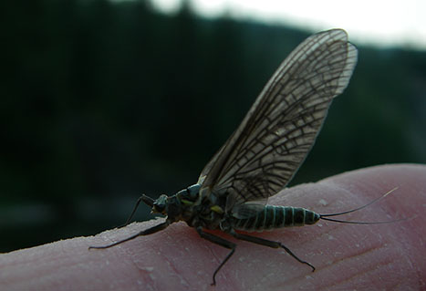 Mayfly. Brian Chan.