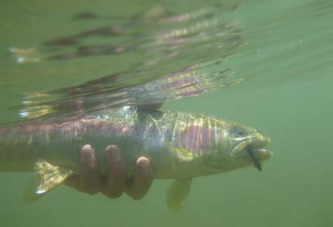 Rainbow trout caught with stonefly pattern. Brian Chan. 