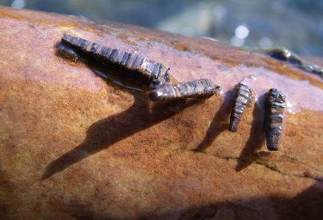 Caddisfly larval case. Brian Chan.