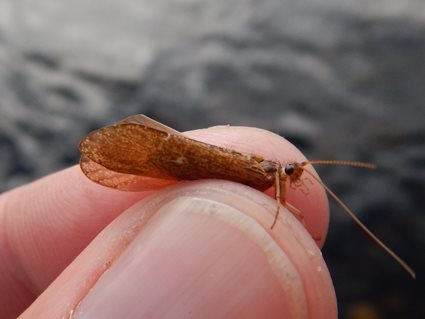 Caddisfly adult. Brian Chan.