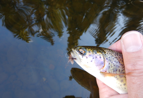 Trout with fly. Dannie Erasmus. 