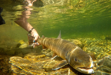 Bull trout underwater. Jen Dunphy.