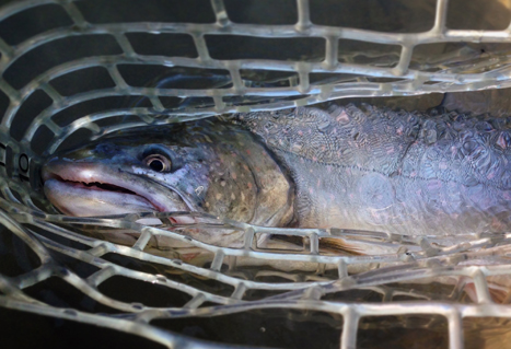 Bull trout in net. Jen Dunphy.