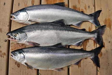 How to Catch Kokanee Salmon