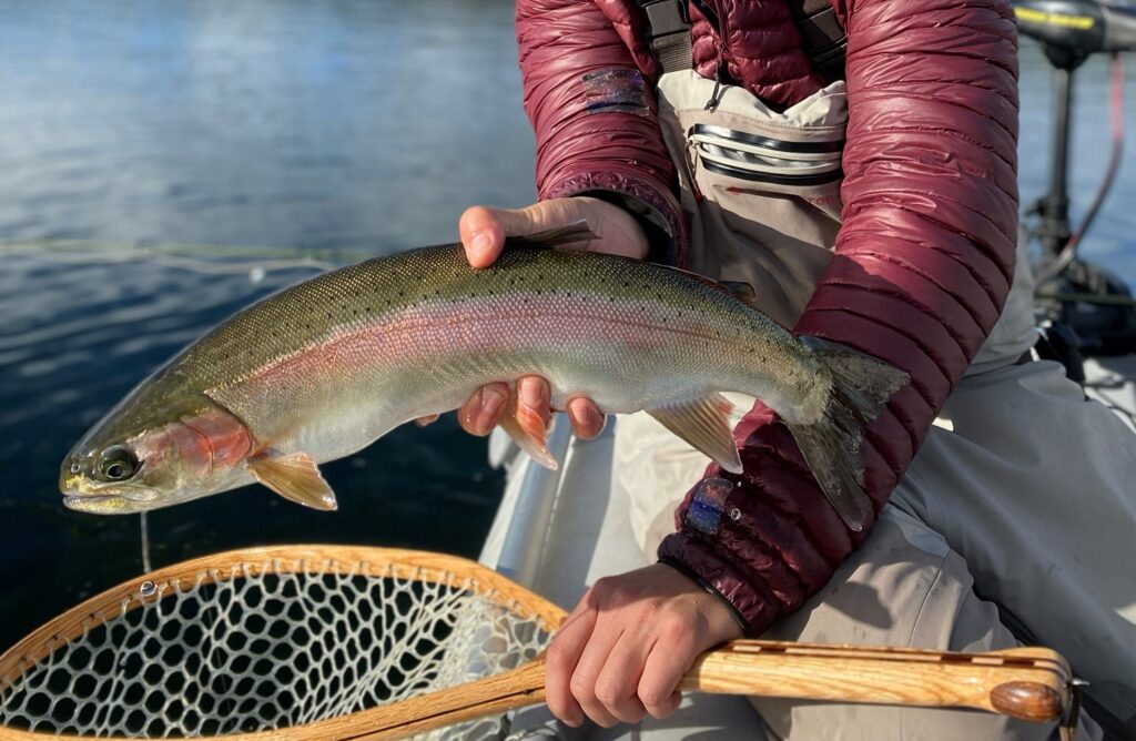 Rainbow Trout Strain Spotlight: Pennask - Freshwater Fisheries