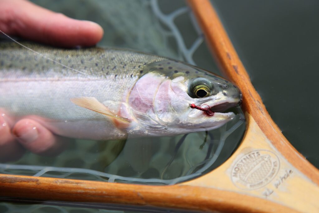 Rainbow trout caught with chironomid pattern. Jordan Oelrich. 