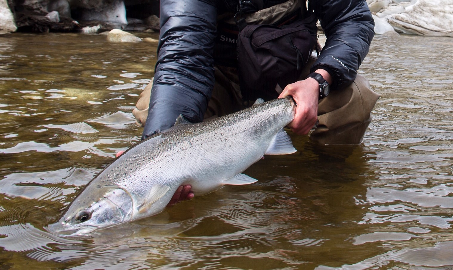 Stay or Go? Why Some Fish Migrate to Sea and Others Stay Put