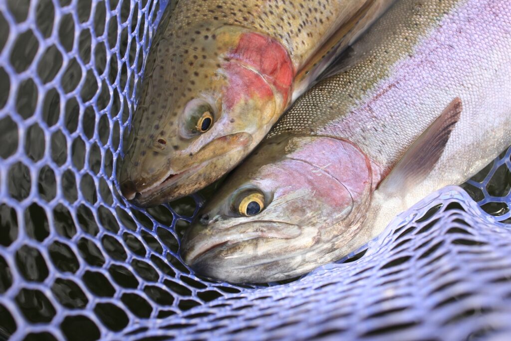 Trout in net. Brennan Lund.