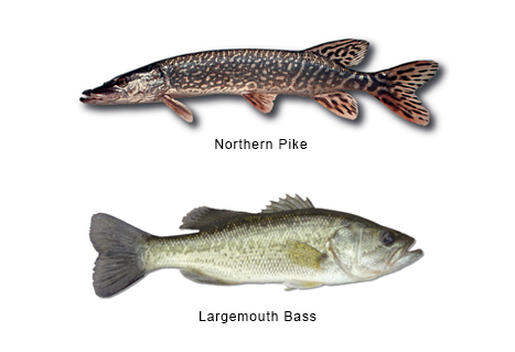 Northern Pike and Largemouth Bass