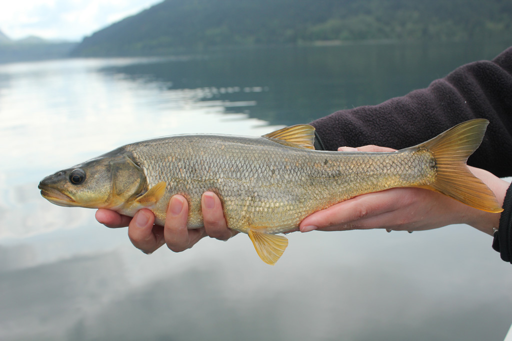 Northern pikeminnow. Rodney Hsu.