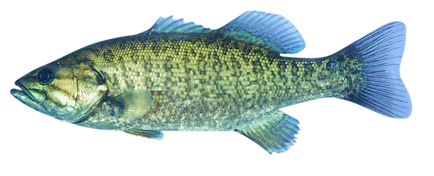 Smallmouth bass