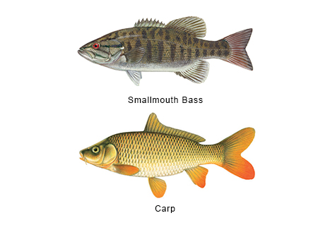 Smallmouth Bass and Carp