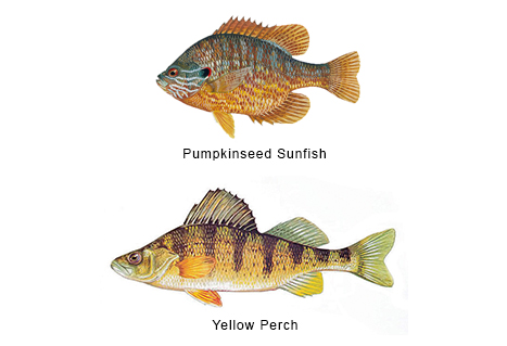 Pumpkinseed and Yellow Perch