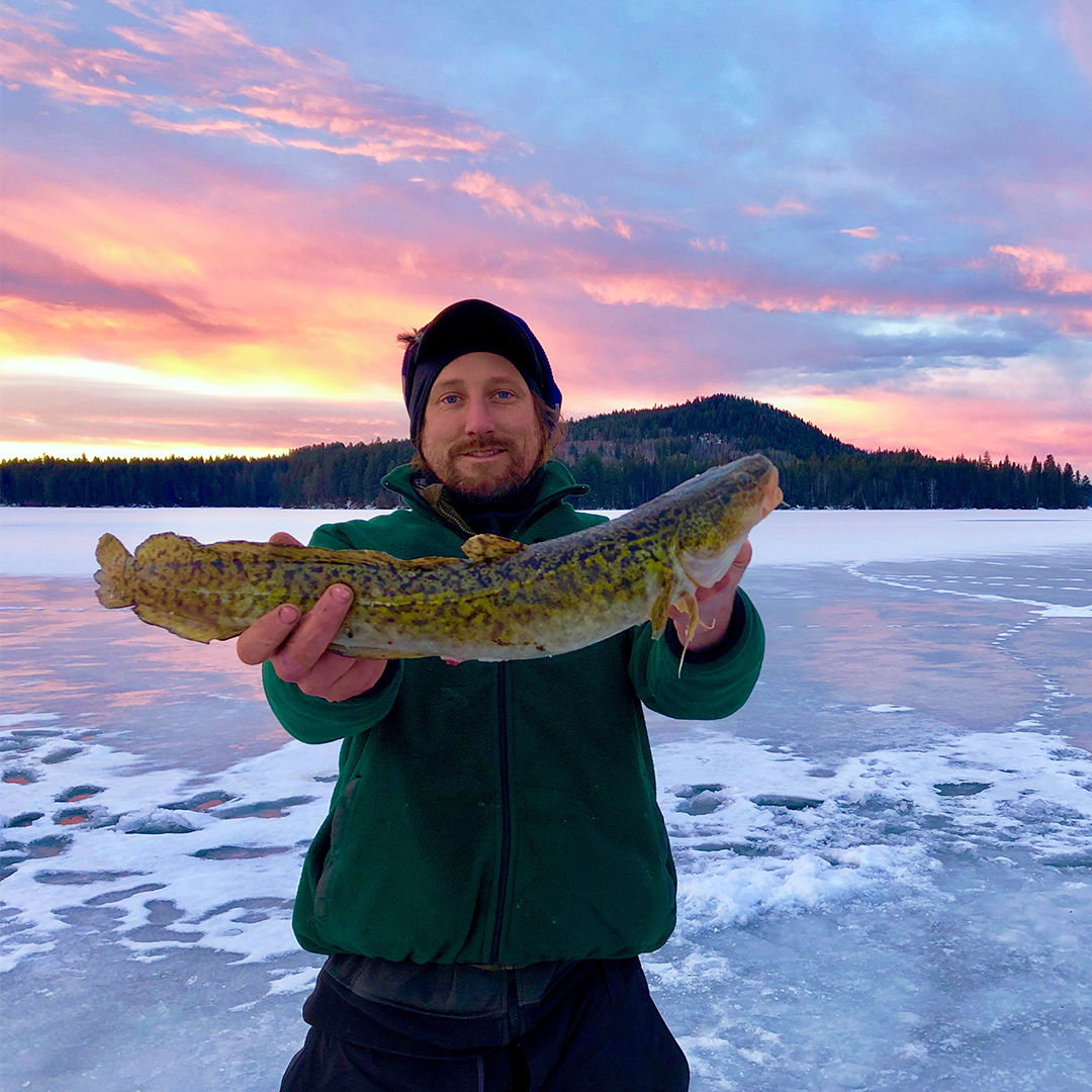 Burbot: BC’s Freshwater Cod